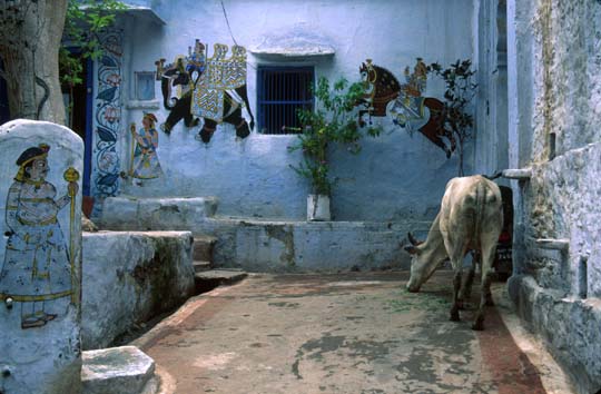 Udaipur Cow outside house w murals