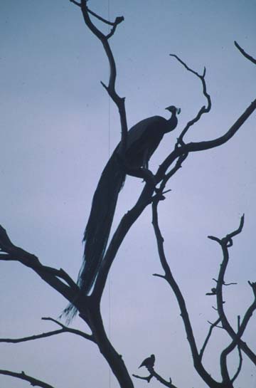 Bharatpur Indian peafowl