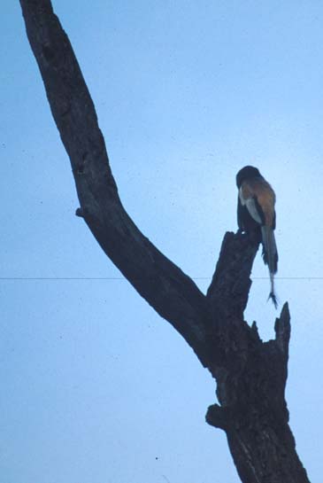 Bharatpur BlackDrongo