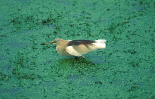 Bharatpur Indian pond heron