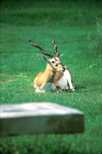 Bharatpur Blackbuck