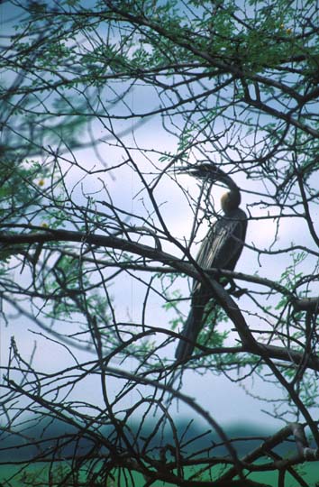 Bharatpur Anhinga aka Snake bird