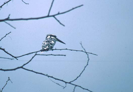 Bharatpur Pied Kingfisher