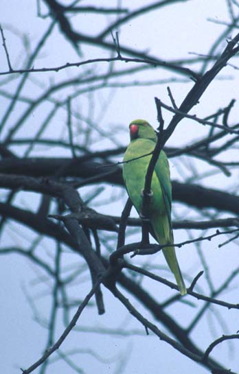 Bharatpur Rose ringed parakeet