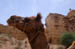 Jaisalmer Camel w fort in background