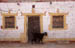 Jaisalmer Goat w painted entryway
