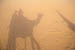 Thar desert Our camel shadow