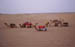 Thar desert Camels awaiting riders