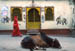 Udaipur Mural paintings on wall n cow