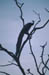 Bharatpur Indian peafowl