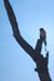 Bharatpur BlackDrongo