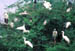 Bharatpur Openbilled storks n Egrets in breeding plumage