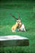 Bharatpur Blackbuck