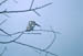Bharatpur Pied Kingfisher