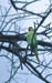 Bharatpur Rose ringed parakeet