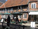 Ribe ...
