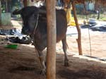 ... en vattenbuffel