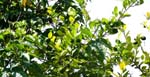 ... citroner ...