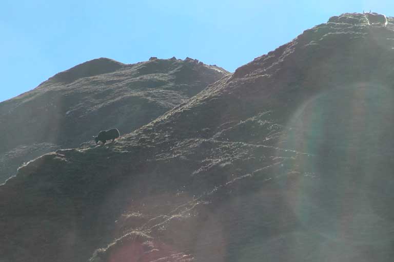 Yak n�ra tehus 4100 m�h