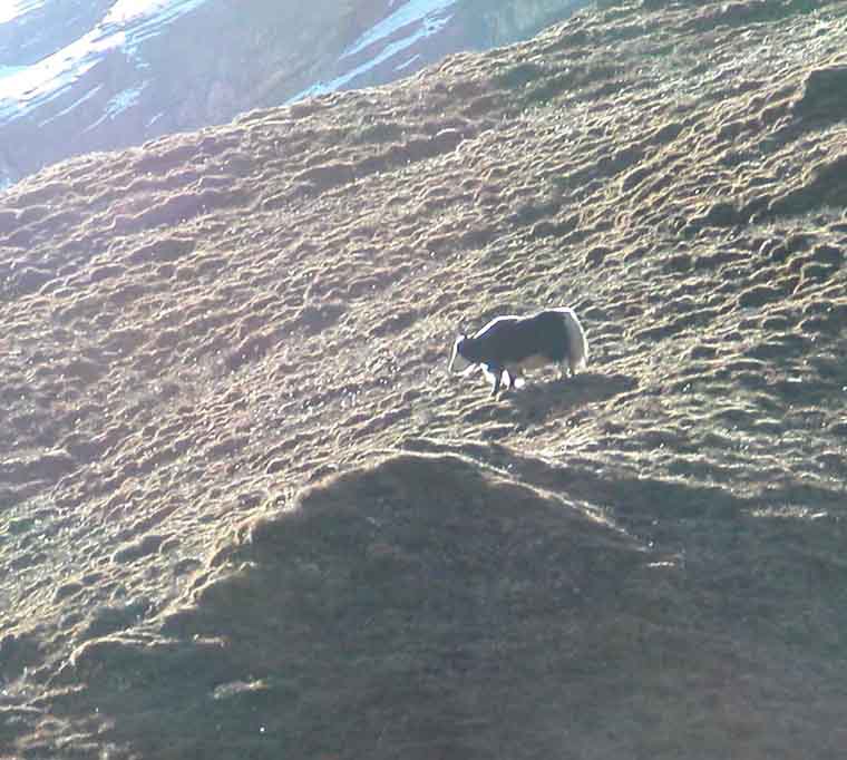 Yak n�ra tehus 4100 m�h