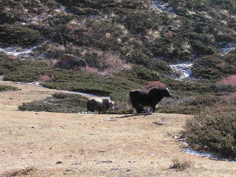 Yak