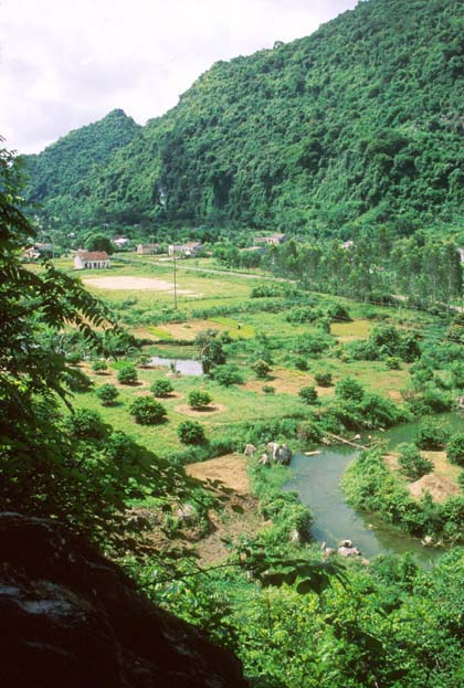 Halong Bay Rice Paddies in Cat Ba